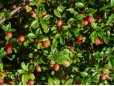 Cotoneaster dammeri